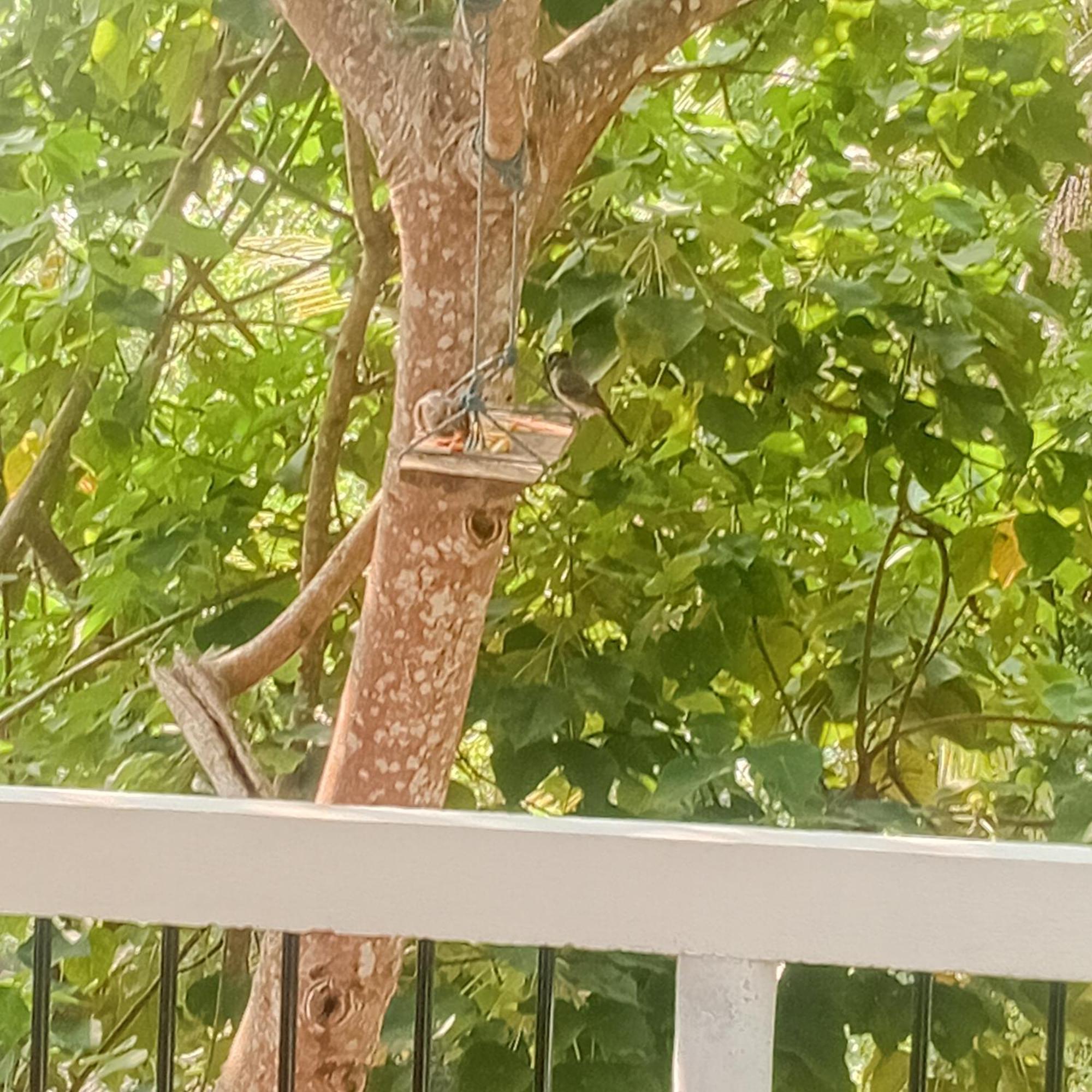 מלון Daasa Guest מיריסה מראה חיצוני תמונה